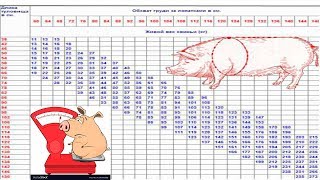 Сколько корма нужно свинье для откорма: нормы, расчет, таблица
