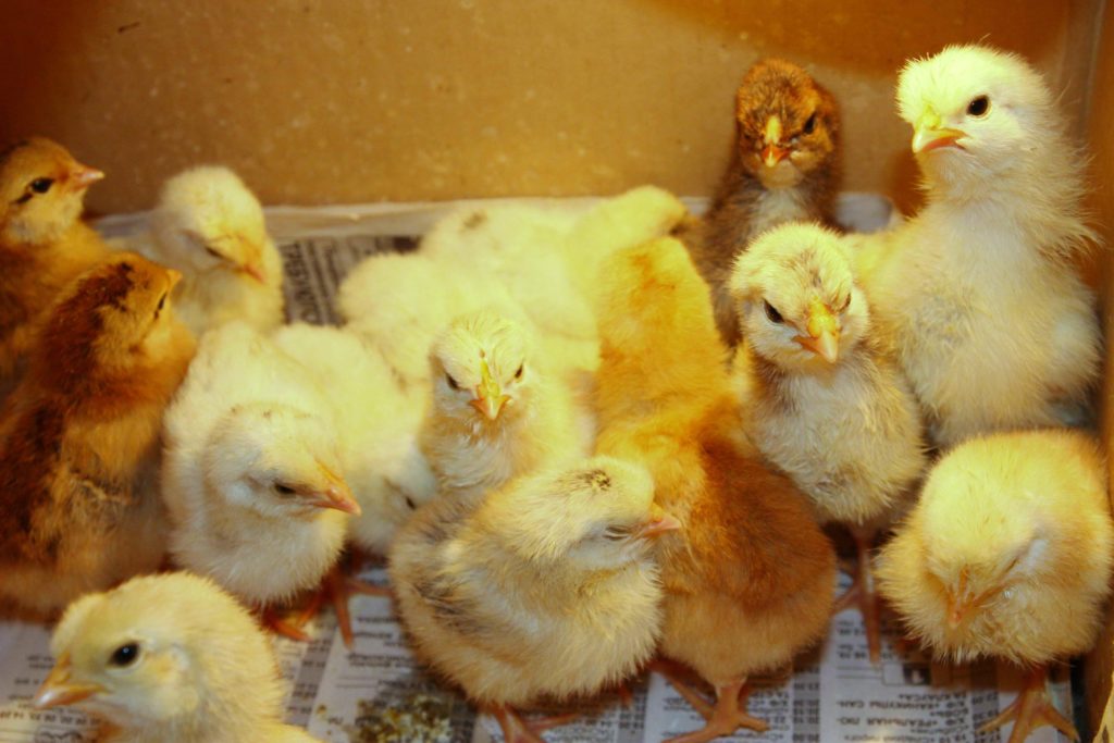 Чем цыпленок бройлер отличается от других видов кур?