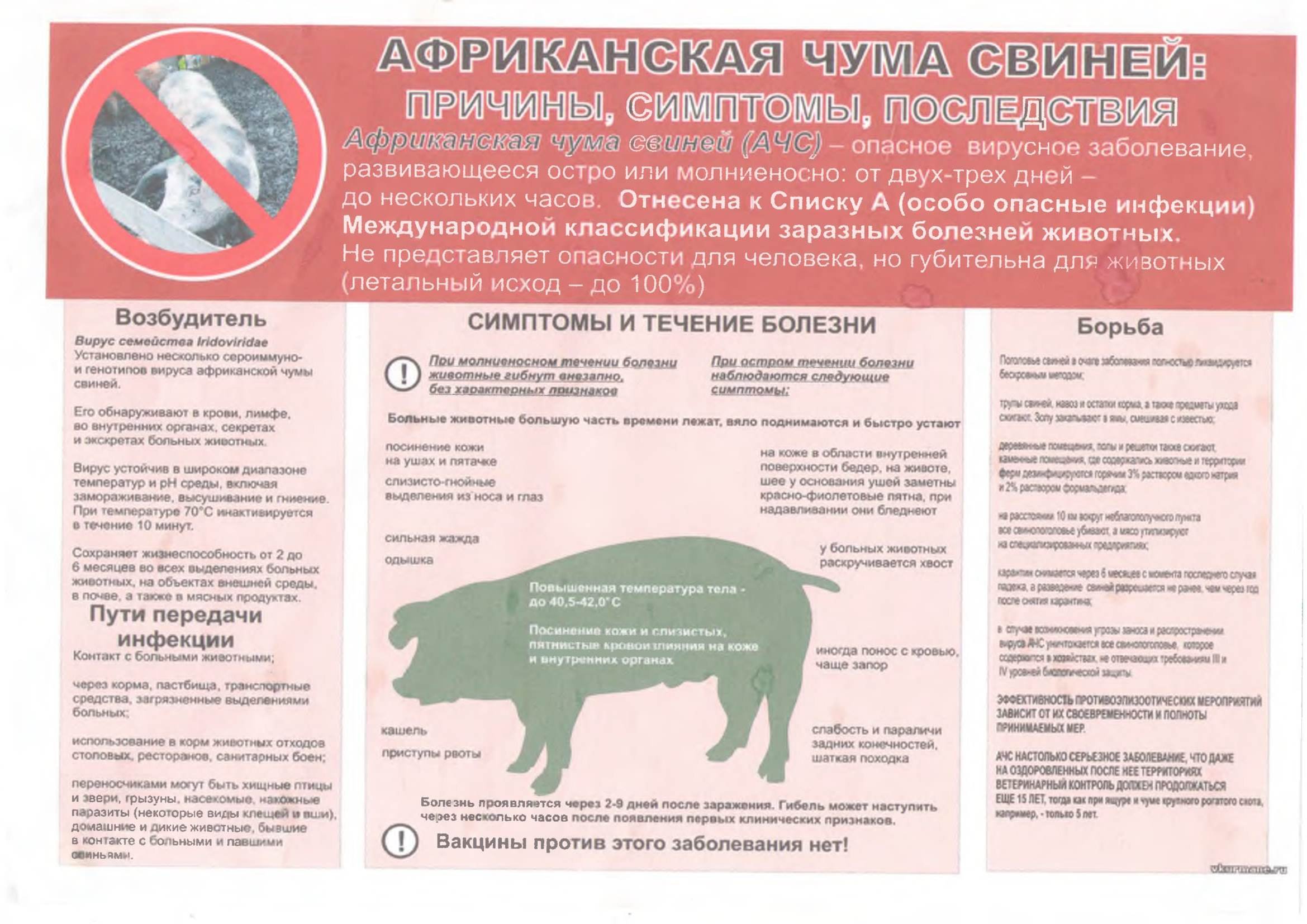 Африканская чума свиней - признаки заражения, уничтожение зараженного поголовья и дезинфекция свинарника (120 фото)