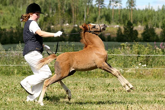 Как обучить лошадь верховой езде в домашних условиях