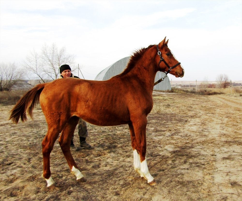 Донская и буденновская порода лошадей в спорте: исследование за 2019 год — agroxxi