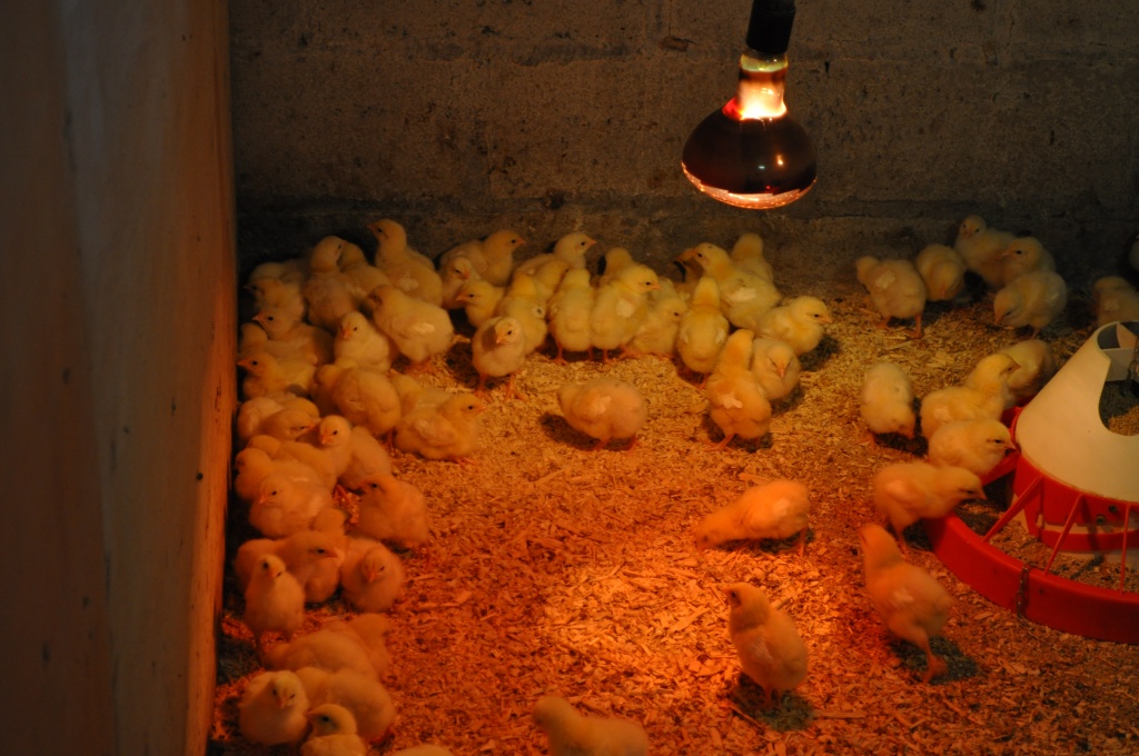 О кормлении цыплят бройлеров в домашних условиях для быстрого роста