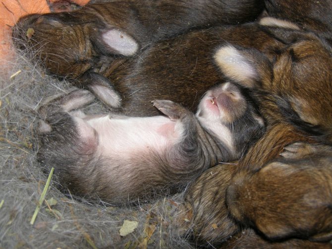 Как выкормить крольчат без крольчихи: заменители молока, подкормки, уход за новорождёнными