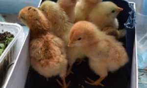 Профилактика пропаивания суточных цыплят в первые дни жизни в домашних условиях
