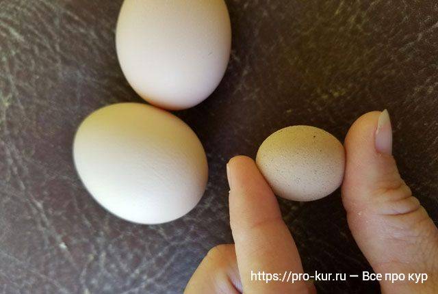 От чего зависит цвет скорлупы и желтка яиц у курицы - список влияющих факторов
