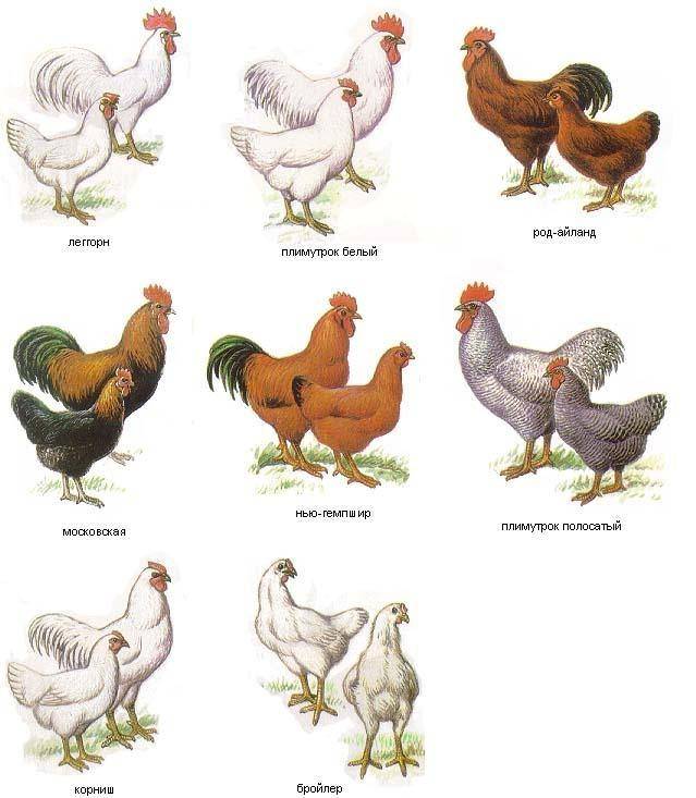 Самые яйценоские породы кур: описание, характеристики и яичная продуктивность