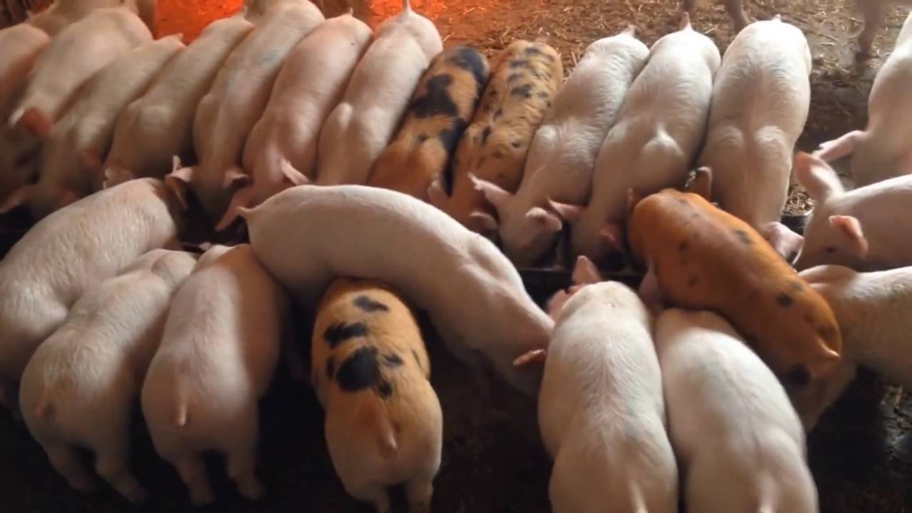 Разведение свиней в домашних условиях: содержание и кормление