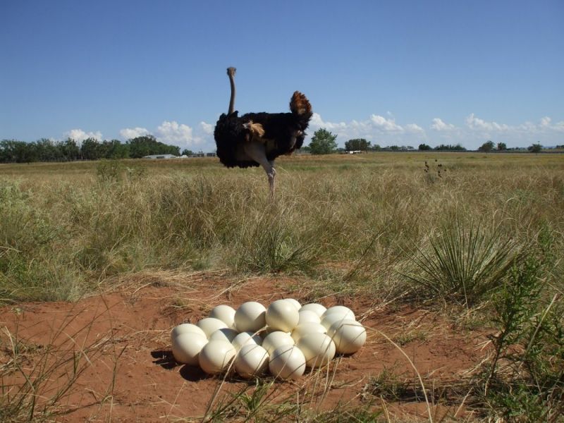 Характеристики яйца страуса: вес страусиного яйца, состав