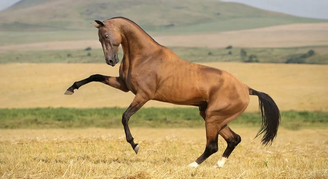 Ахалтекинская лошадь: исторические сведения, внешний вид и особенности содержания породы