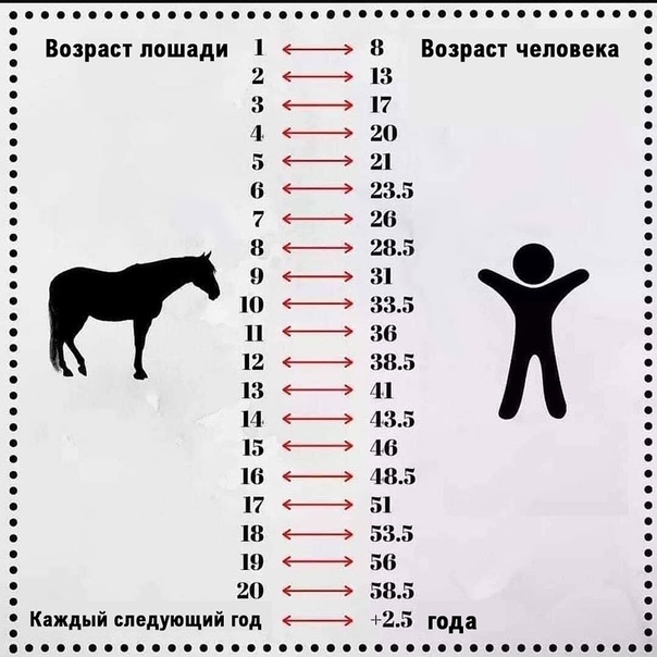 Какая продолжительность жизни у лошадей?