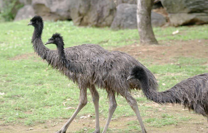 Австралийский страус эму: его среда обитания и фото