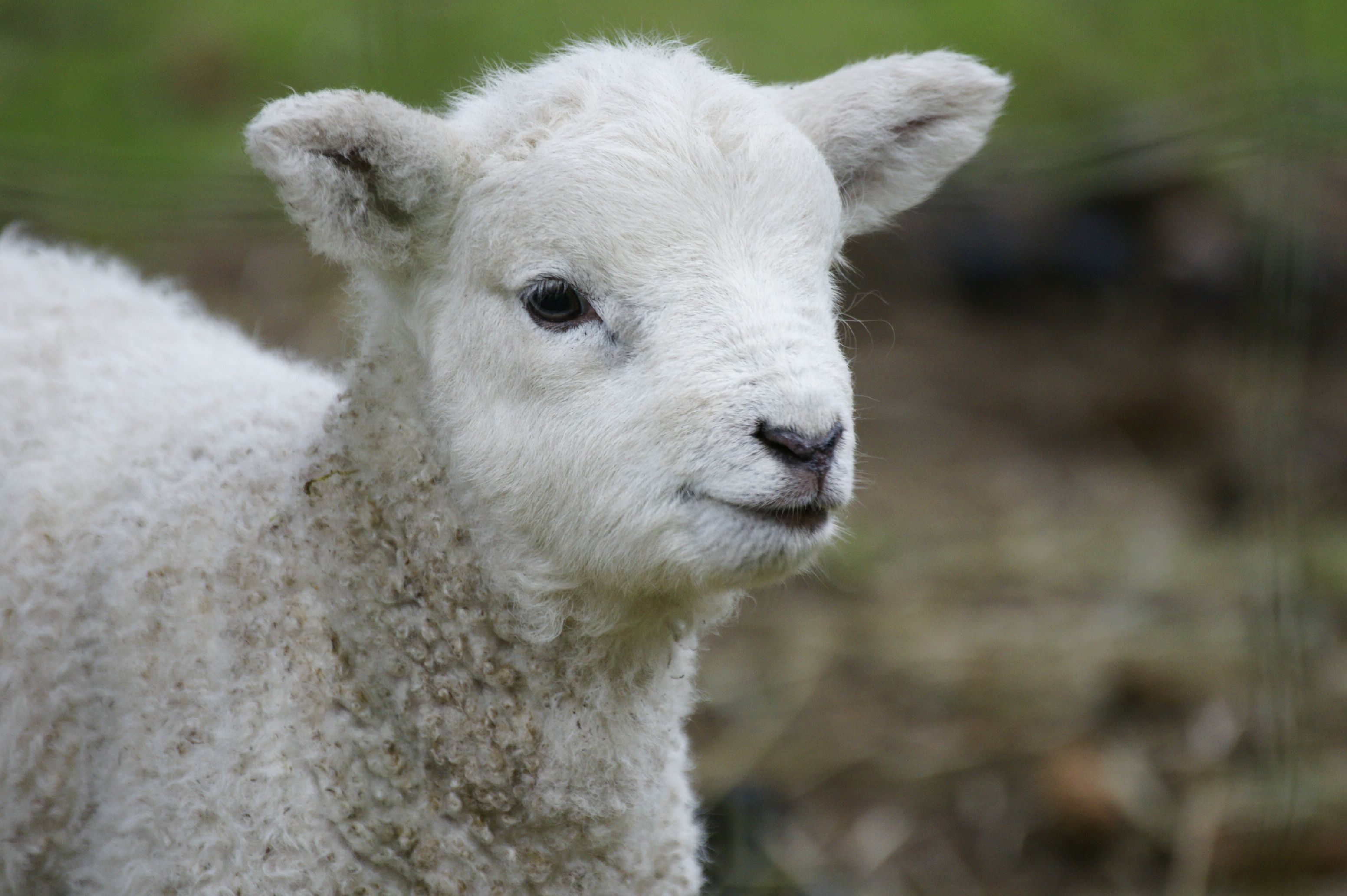 ✅ как называются детеныши овцы: маленький ребенок барана, ягненок, особенности - tehnomir32.ru
