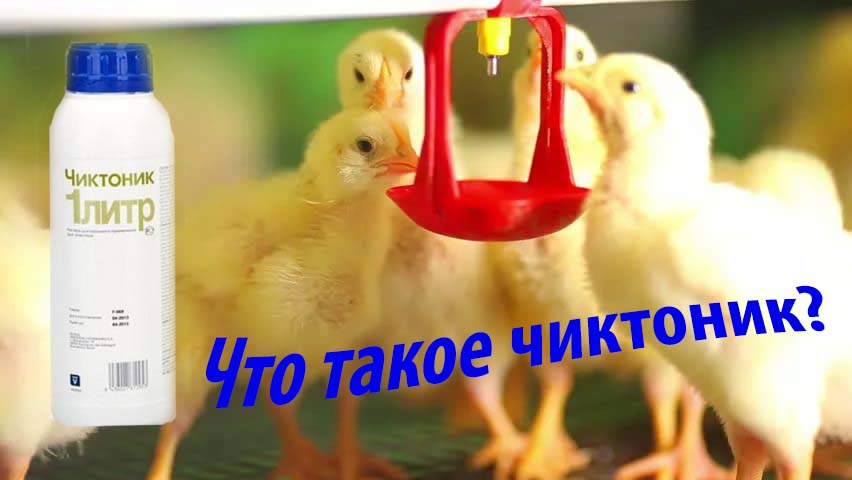 Аптечка для цыплят: список необходимых лекарств