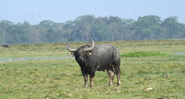 Общая характеристика породы водяного буйвола