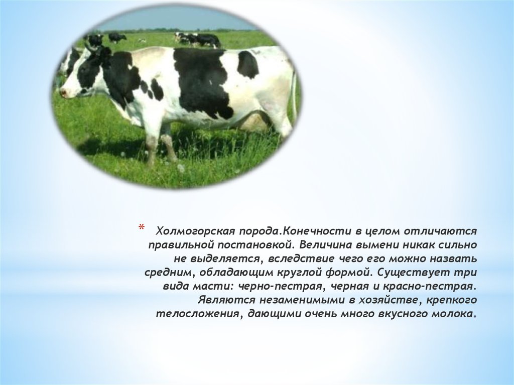 Холмогорская порода коров: характеристика, фото, продуктивность, уход, содержание и разведение
