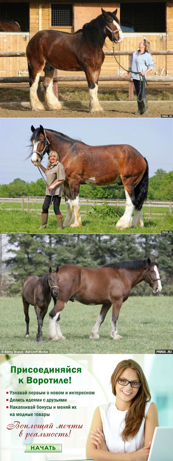 Сколько весит лошадь в среднем: сколько весит лошадь породы пони, весовые категории, мировые рекорды