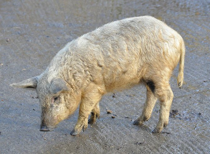 Свиньи ливенской породы