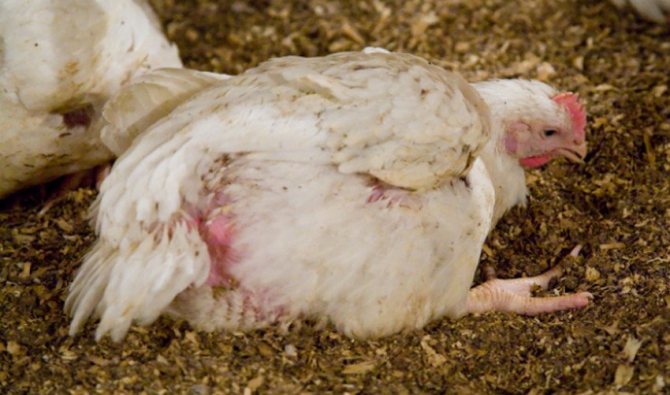 О лечении водянки у бройлеров и куриц, можно ли употреблять в пищу больную птицу