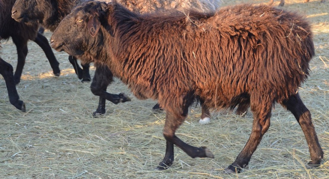 Эдильбаевская порода овец: характеристика баранов