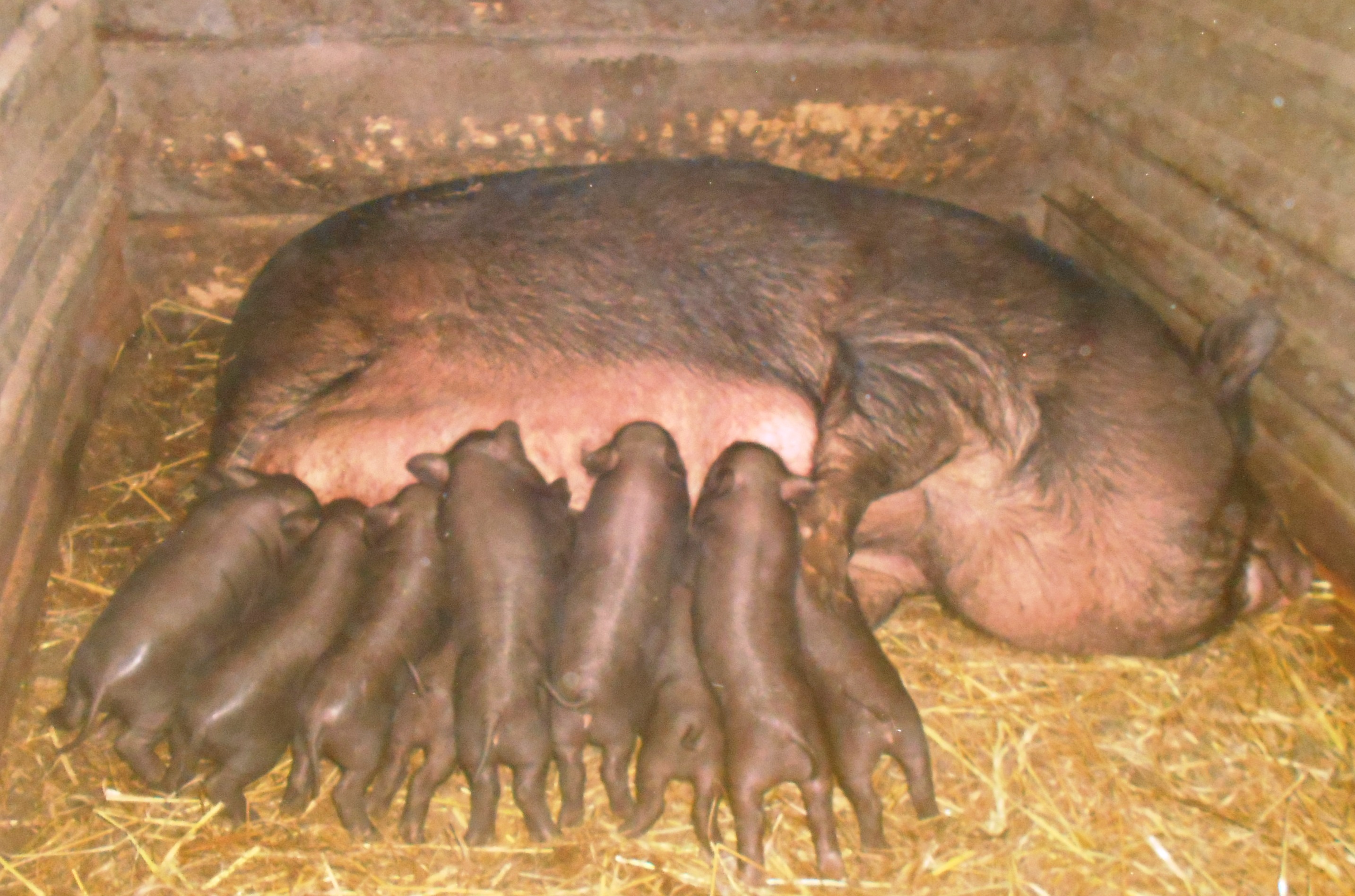 Разведение вислобрюхих вьетнамских свиней в домашних условиях