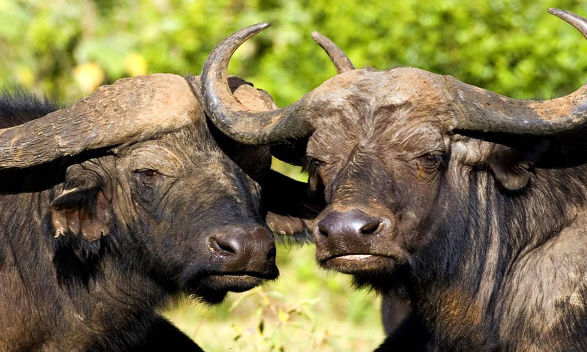Обзор карликовых мини буйволов, их описание и фото