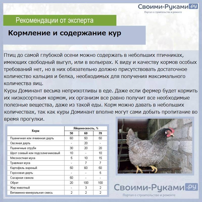 Ухейилюй: описание породы кур, их содержание и уход - блогфермера