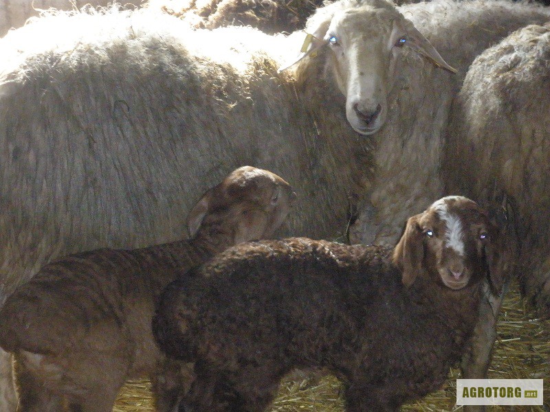 Об эдильбаевской породе овец: характеристика, разведение баранов эдельбай