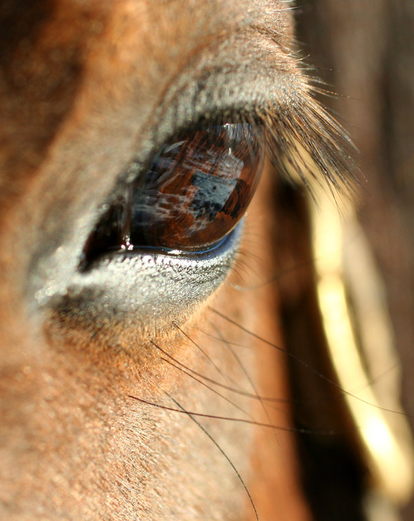 О глазах лошади: как видят кони, зачем лошадям шоры, строения глаза и зрение