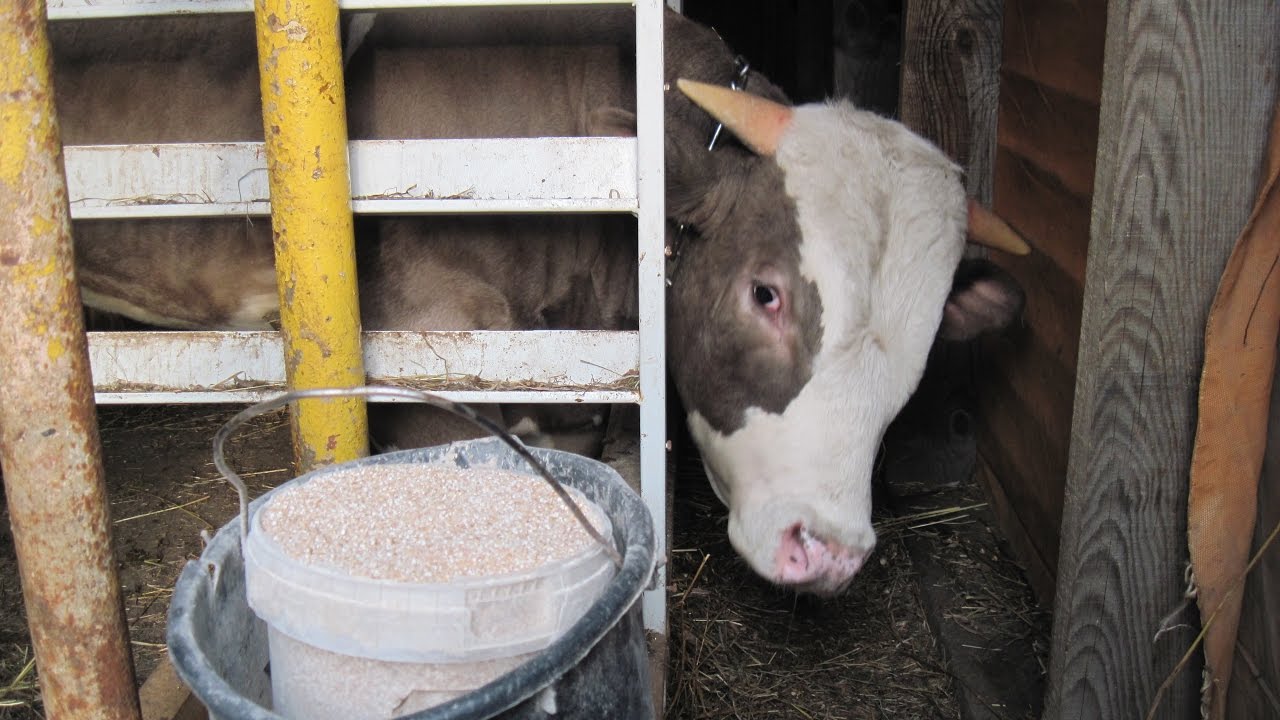 Откорм бычков на мясо в домашних условиях — технология, особенности содержания крс