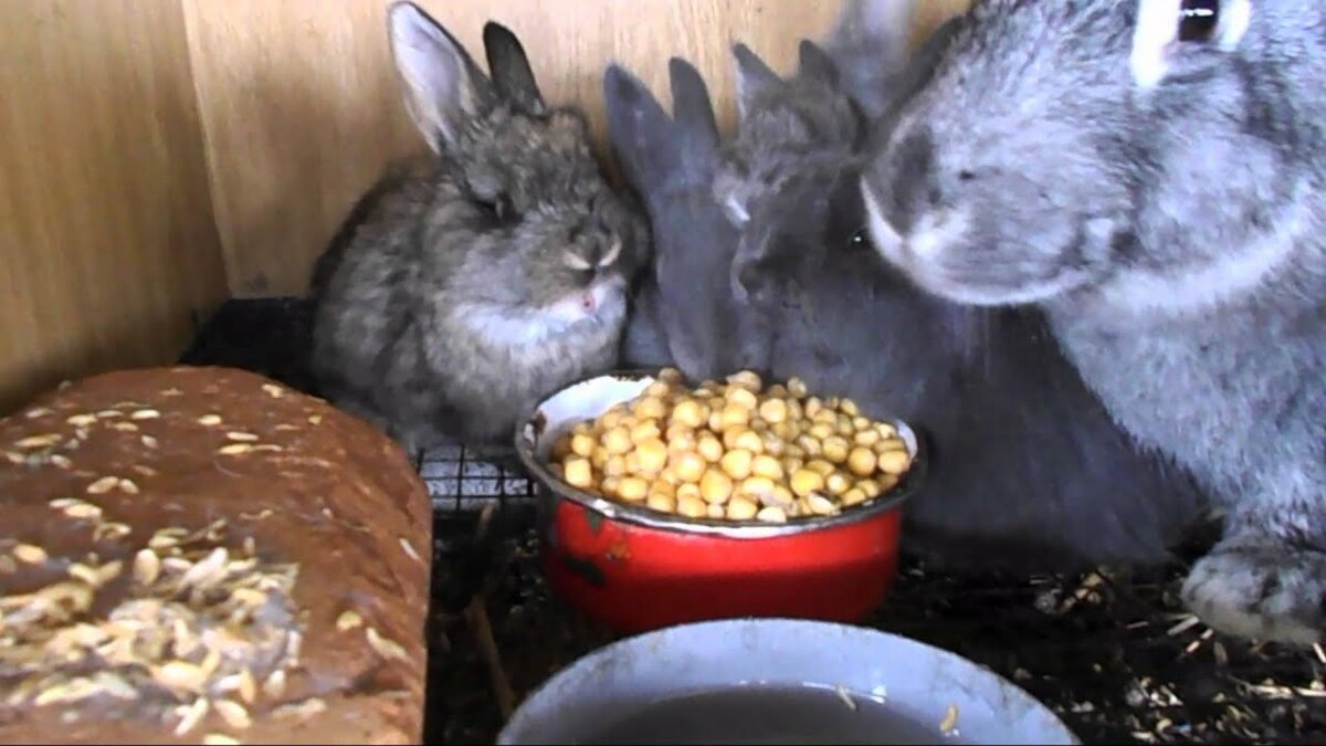 Питание декоративных кроликов: чем можно кормить, а чем нельзя