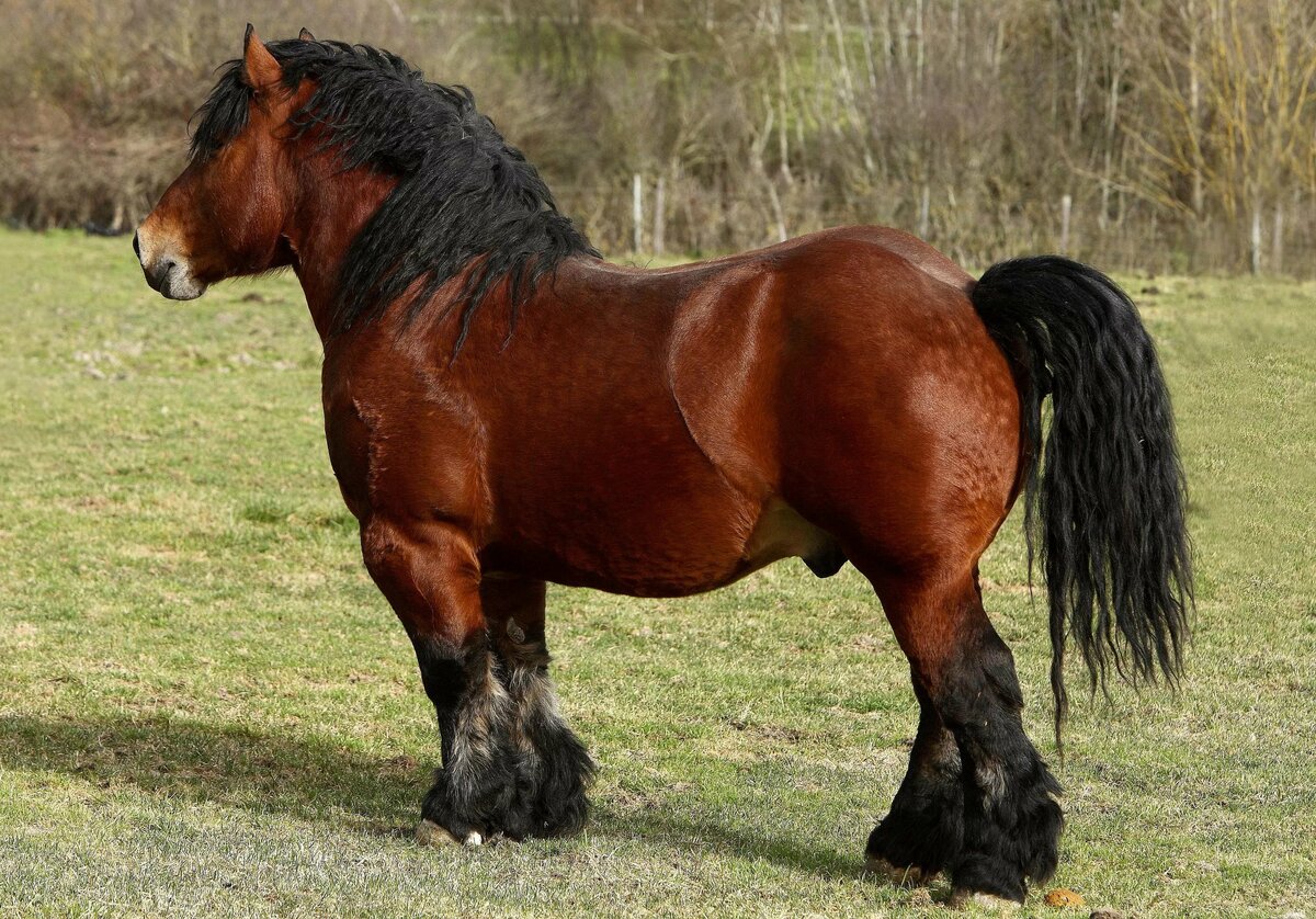 Тяжеловозные породы лошадей и чем примечательны такие кони, внешнее описание тяжеловозов