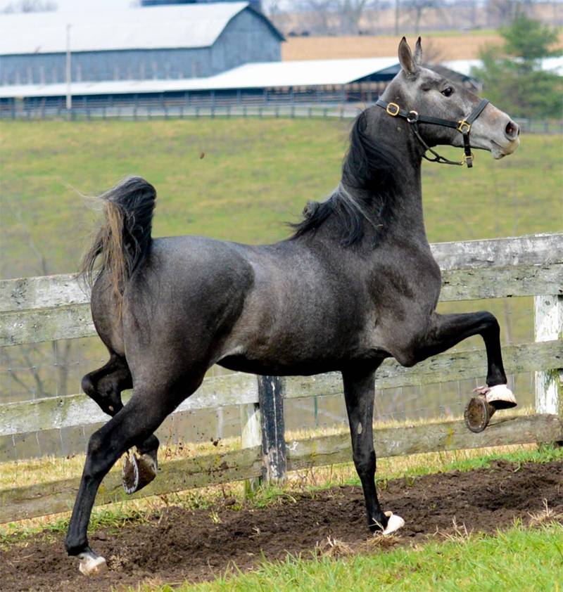 Американская верховая лошадь — универсальная порода лошадей | мои лошадки
