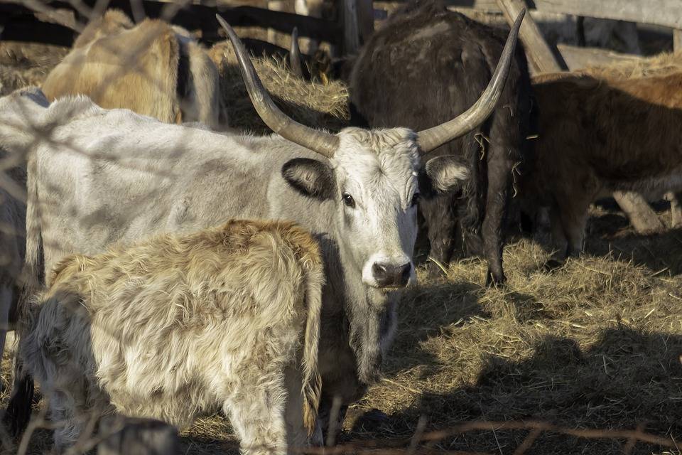 Крупный рогатый скот - описание крс