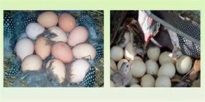 Сколько времени цесарка сидит на яйцах