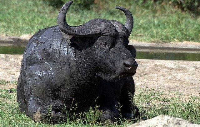 Водяной буйвол (азиатский, индийский): описание, особеннсти 