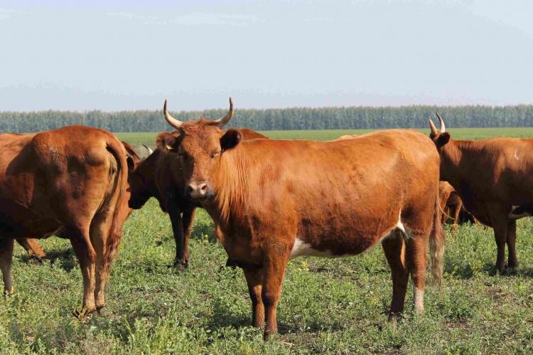 Йоркширская корова: достоинства основные характеристики породы