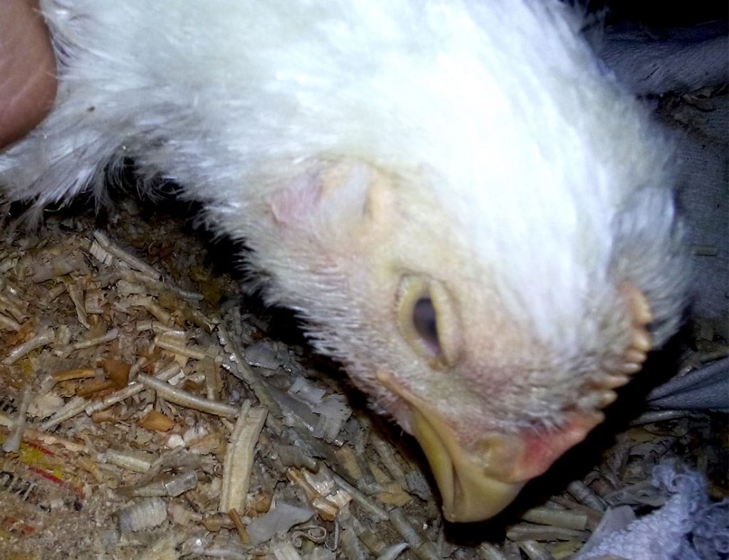 Почему цыплята падают на ноги — обзор причин и лечение