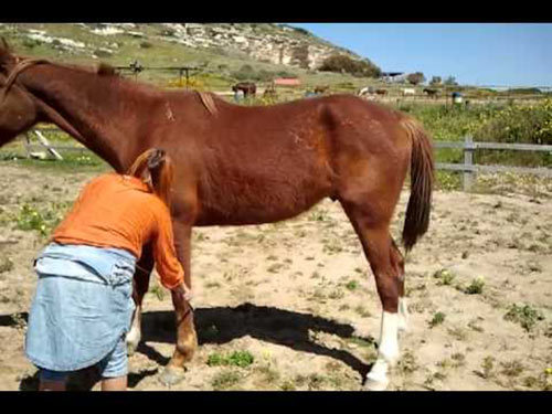 Как научить лошадь сбору: виды, активному и относительному, инструкция