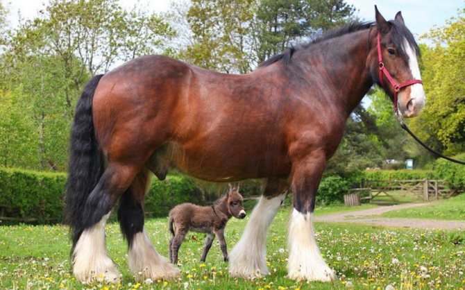 Тяжеловозные породы лошадей: самые сильные кони