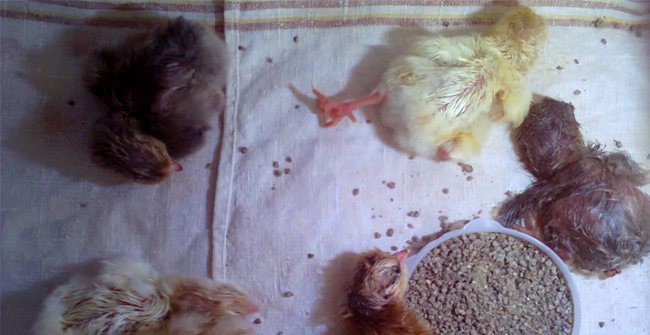 Чем могут болеть куры и цыплята в домашнем хозяйстве?