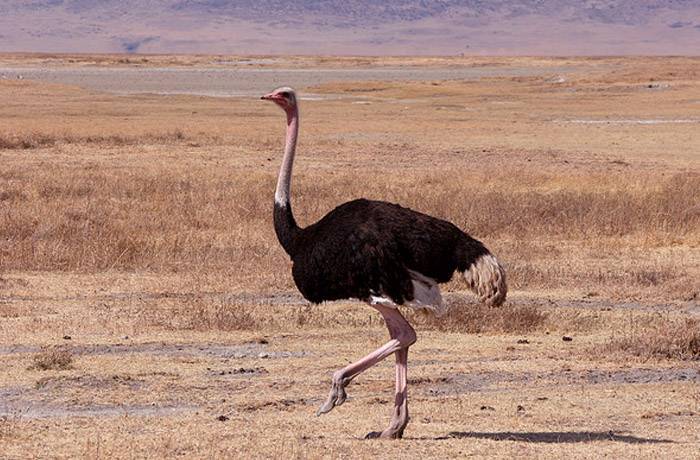 На чем основаны мифы о том, почему страус прячет голову в песок