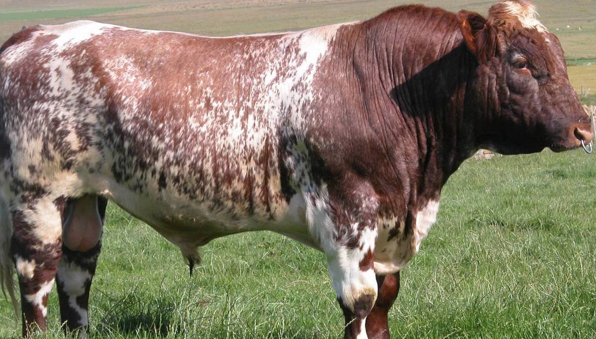 Как разводить лимузинскую породу коров и быков?