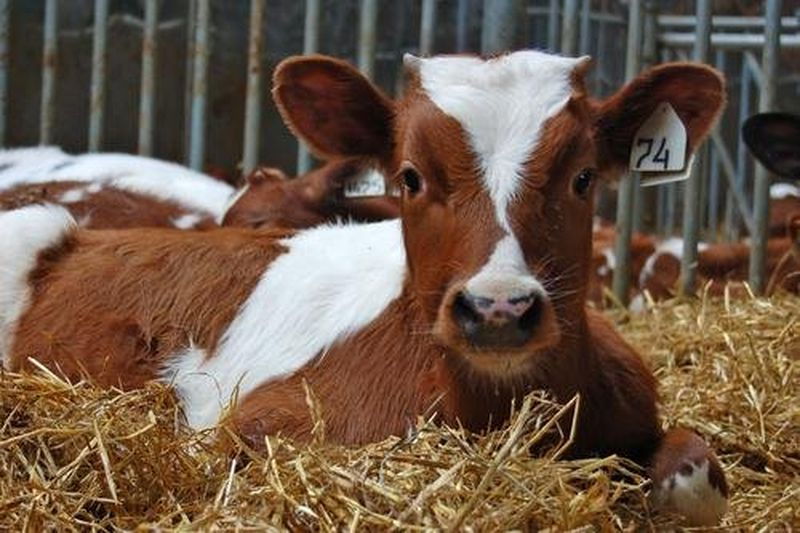 Лейкоз у коров – неизлечимое заболевание, опасное для животного и человека