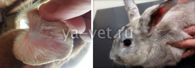 Ушной клещ у кроликов – как проводить лечение в домашних условиях