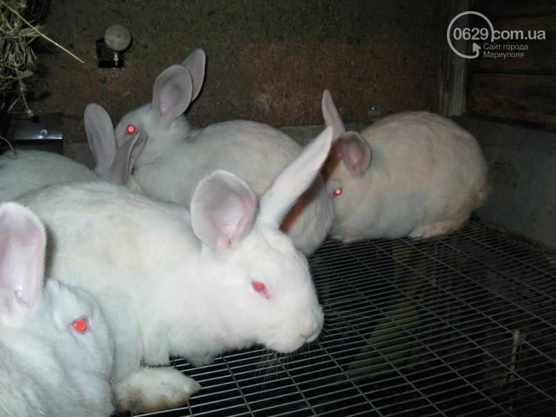 О белом кролике паннон: характеристики породы, особенности разведения и ухода