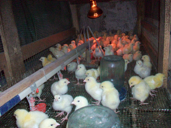 Уход за цыплятами и бройлерами в домашних условиях (как содержать, кормить)