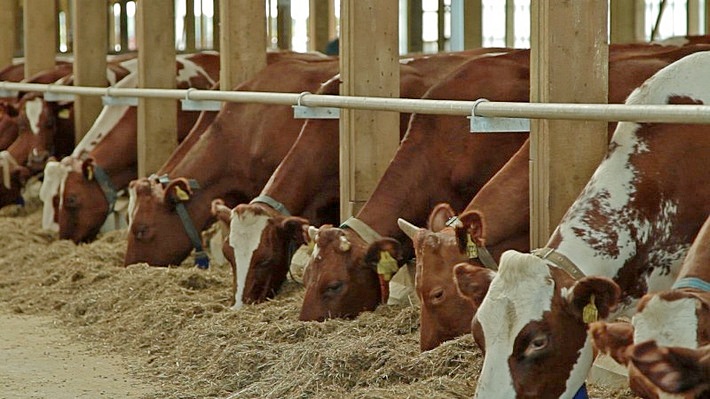 Корова | содержание коровы | кормление коровы и разведение коровы