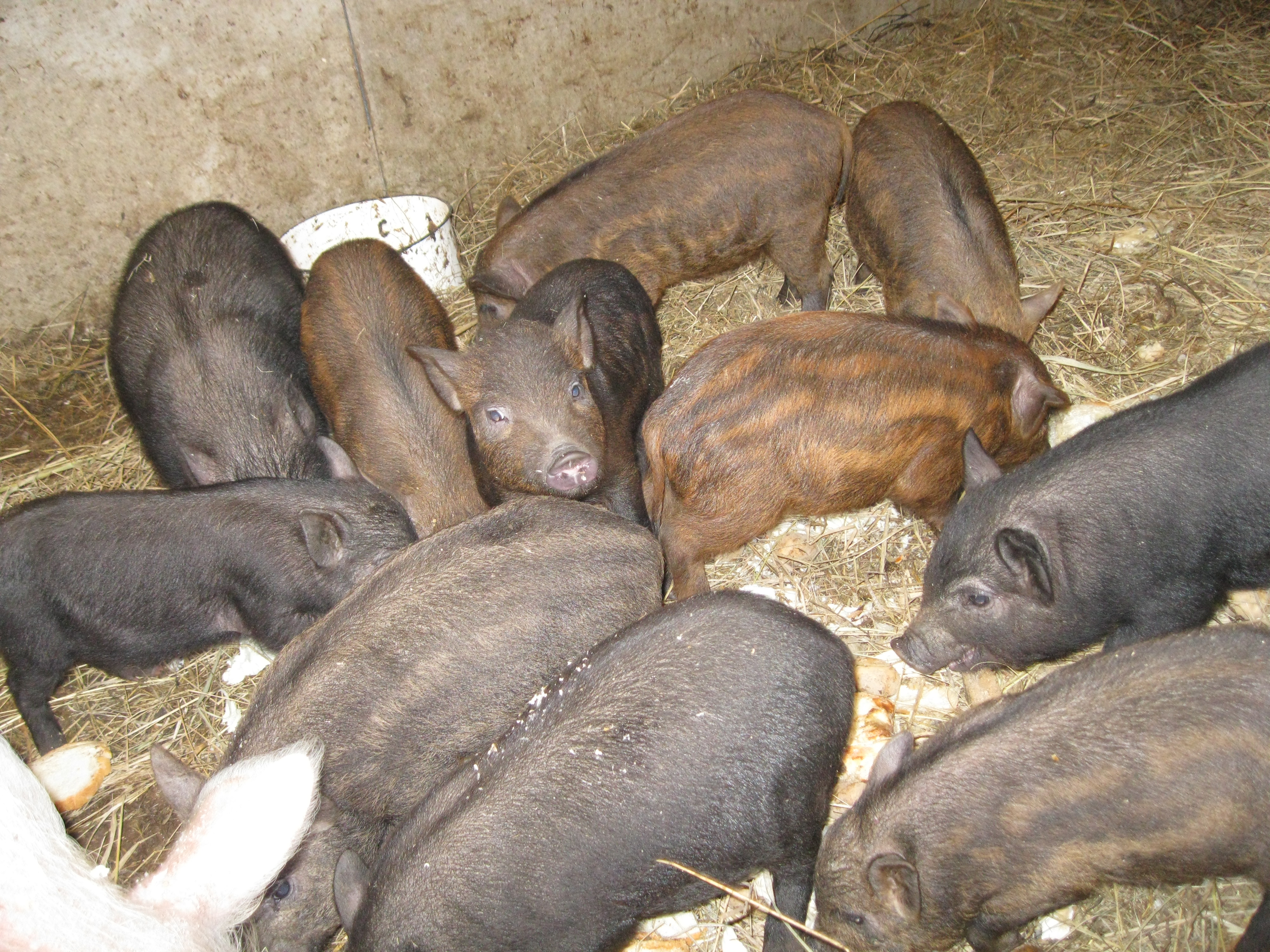 Свиньи кармалы: характеристика породы, выращивание, разведение и уход