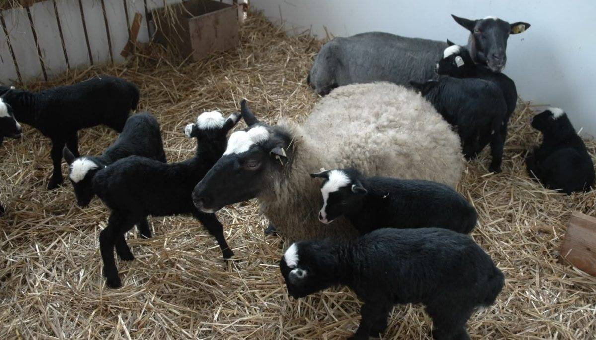 Овцы романовской породы: история появления, достоинства, недостатки, разведение и кормление