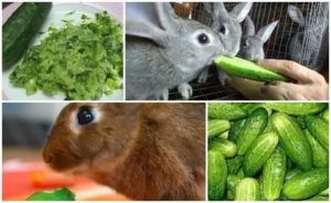 Мясо кролика: польза и вред для организма